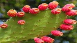nopal
